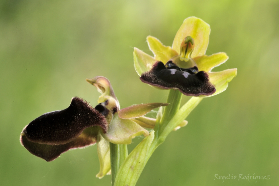 Imagen 13 de la galería de Orquideas